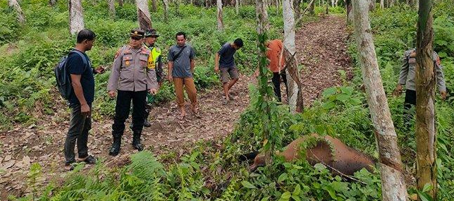 Sapi Milik Warga Aceh Timur Dimangsa Harimau di Perkebunan Karet, Warga Diimbau Waspada!